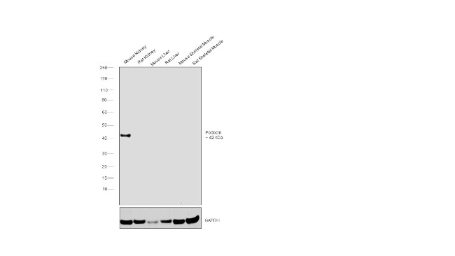 Podocin Antibody in Western Blot (WB)