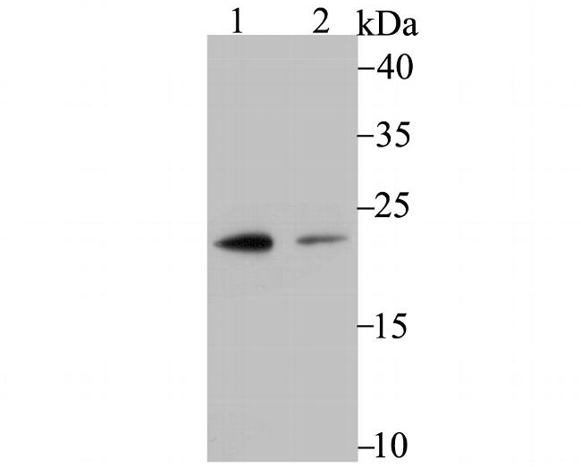 PSMB8 Antibody in Western Blot (WB)