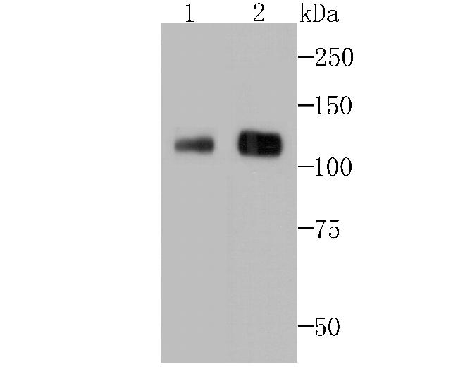 BCL11A Antibody in Western Blot (WB)