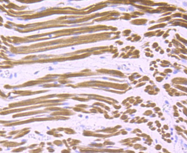 Calsequestrin Antibody in Immunohistochemistry (Paraffin) (IHC (P))