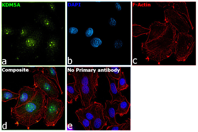 KDM5A Antibody in Immunocytochemistry (ICC/IF)