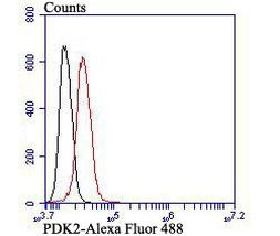 PDK2 Antibody in Flow Cytometry (Flow)