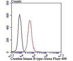 Creatine Kinase MB Antibody in Flow Cytometry (Flow)