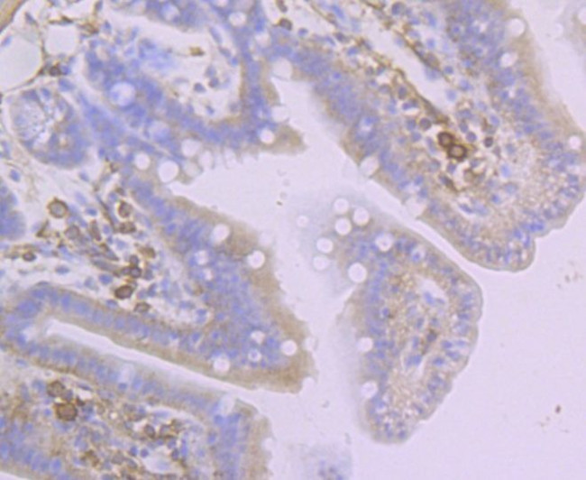 Creatine Kinase MB Antibody in Immunohistochemistry (Paraffin) (IHC (P))