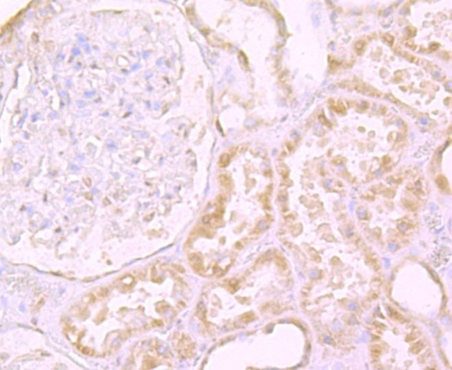 CD205 Antibody in Immunohistochemistry (Paraffin) (IHC (P))