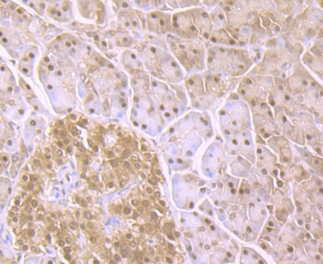 PSMA1 Antibody in Immunohistochemistry (Paraffin) (IHC (P))