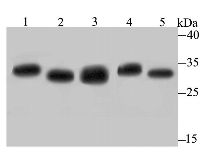 PSMA1 Antibody in Western Blot (WB)