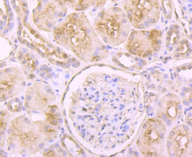 GSS Antibody in Immunohistochemistry (Paraffin) (IHC (P))