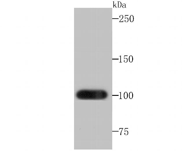 FZD8 Antibody in Western Blot (WB)