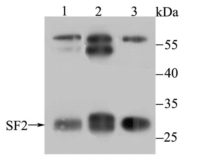 SRSF1 Antibody in Western Blot (WB)