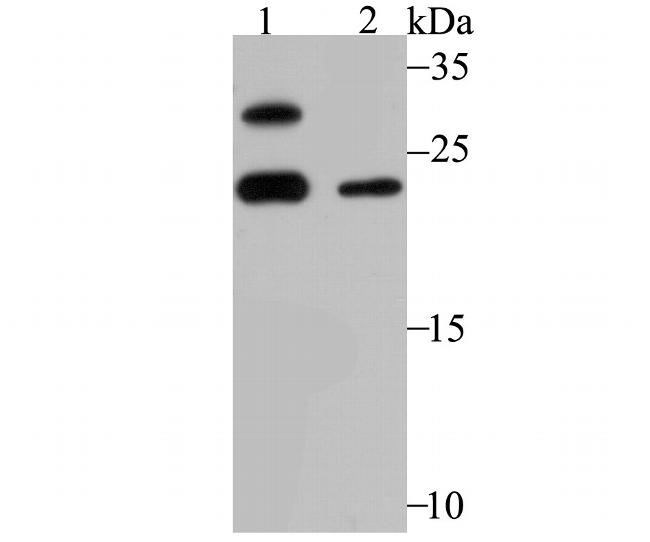 GSTP1 Antibody in Western Blot (WB)