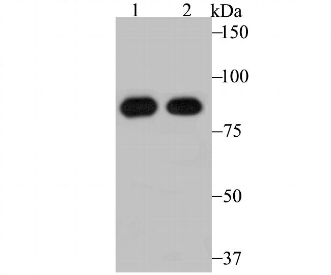 RRM1 Antibody in Western Blot (WB)