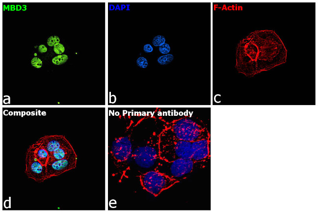 MBD3 Antibody in Immunocytochemistry (ICC/IF)