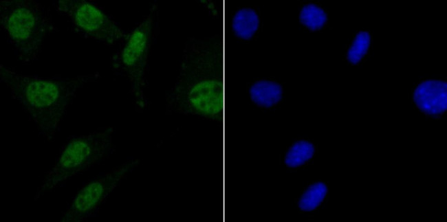 MBD3 Antibody in Immunocytochemistry (ICC/IF)