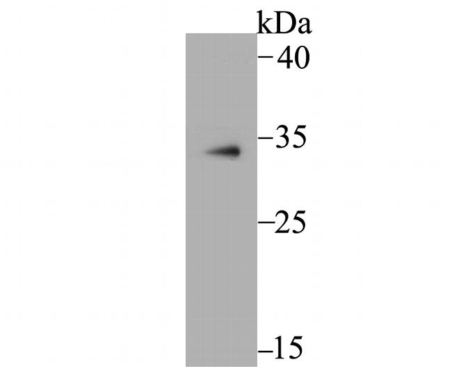 MBD3 Antibody in Western Blot (WB)