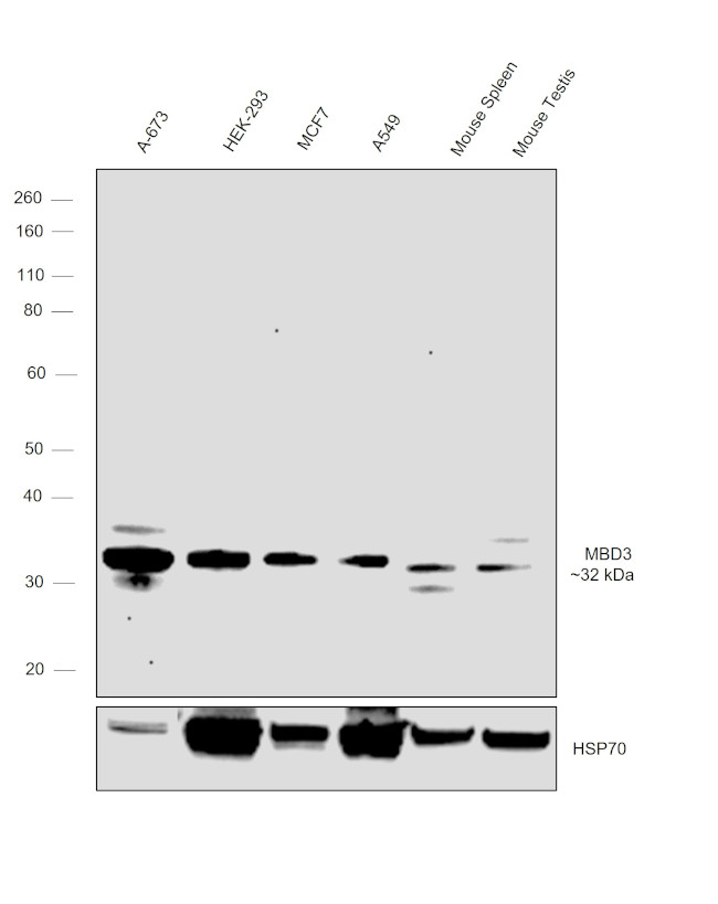 MBD3 Antibody in Western Blot (WB)