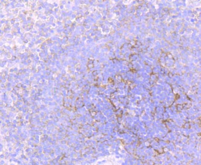 Flotillin 1 Antibody in Immunohistochemistry (Paraffin) (IHC (P))