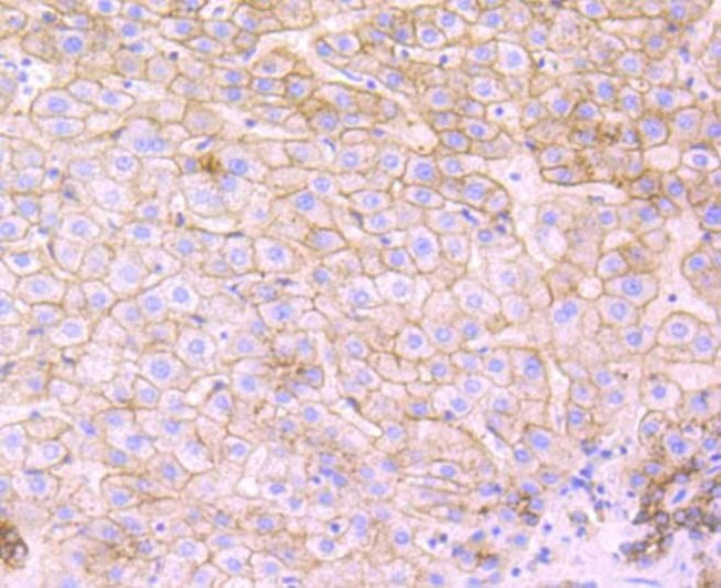 Flotillin 1 Antibody in Immunohistochemistry (Paraffin) (IHC (P))