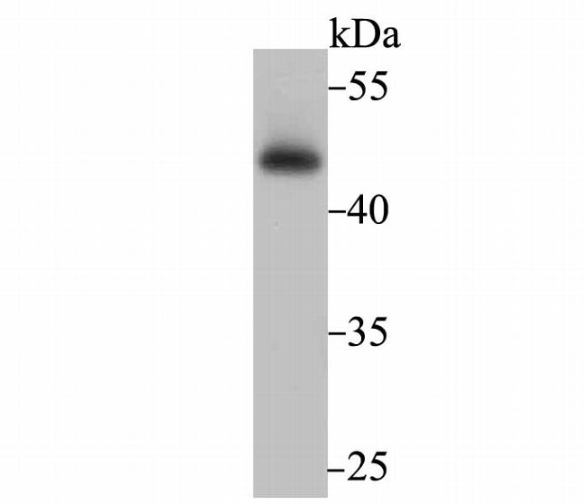 Flotillin 1 Antibody in Western Blot (WB)