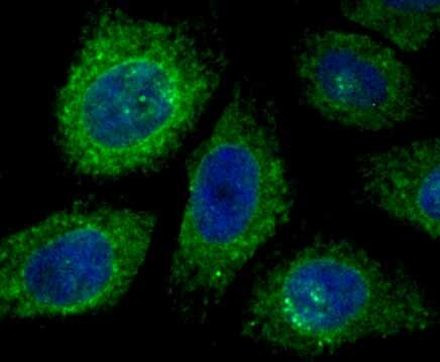 KDEL Antibody in Immunocytochemistry (ICC/IF)