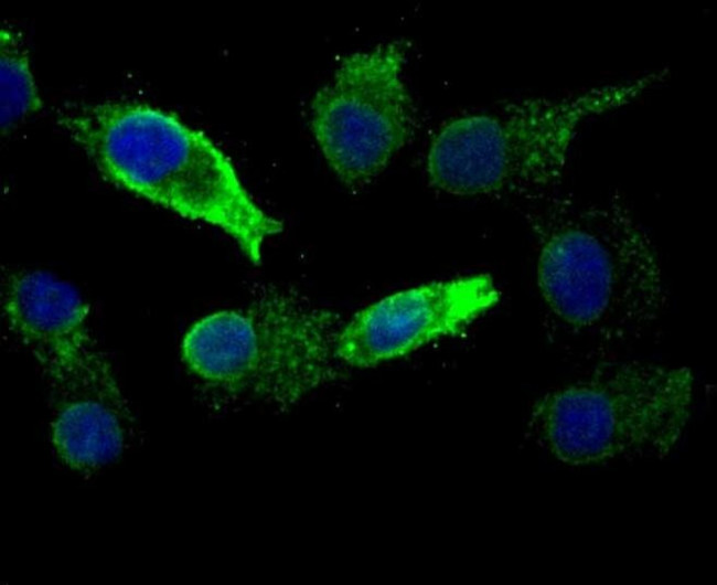 KDEL Antibody in Immunocytochemistry (ICC/IF)