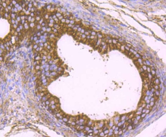 KDEL Antibody in Immunohistochemistry (Paraffin) (IHC (P))