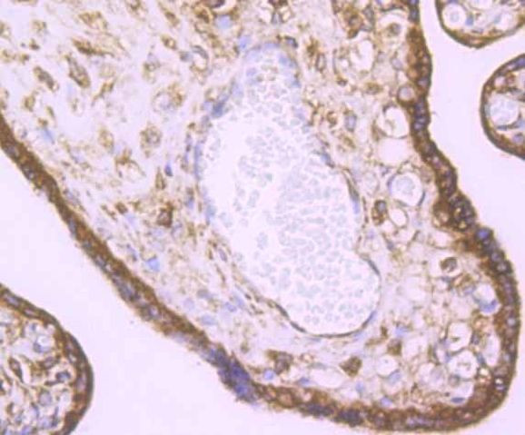 KDEL Antibody in Immunohistochemistry (Paraffin) (IHC (P))