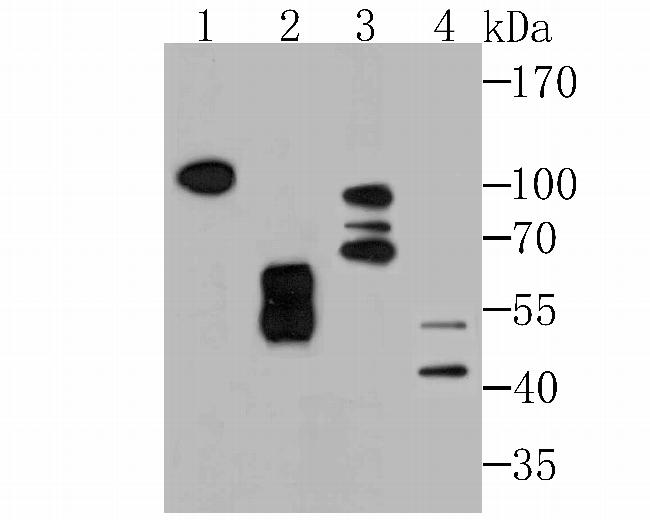 KDEL Antibody in Western Blot (WB)