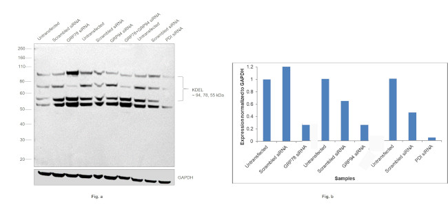 KDEL Antibody in Western Blot (WB)