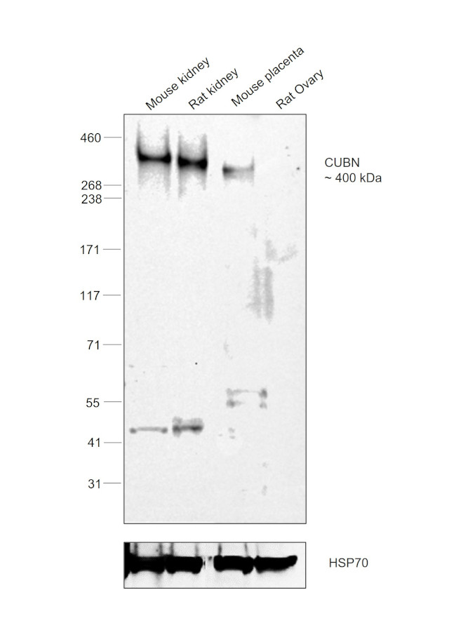 CUBN Antibody