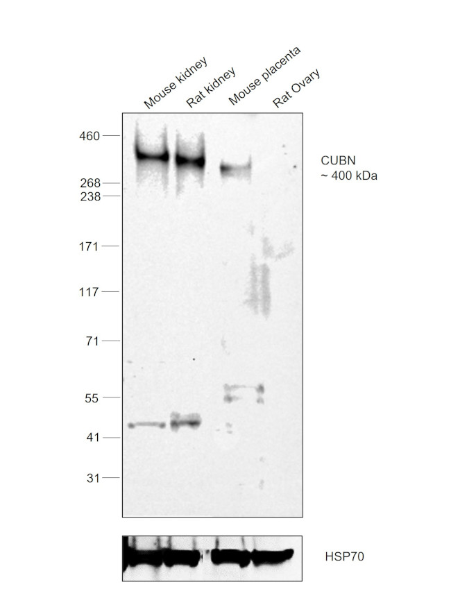 CUBN Antibody in Western Blot (WB)