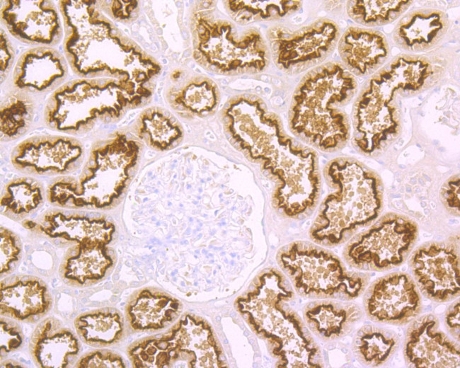 CUBN Antibody in Immunohistochemistry (Paraffin) (IHC (P))