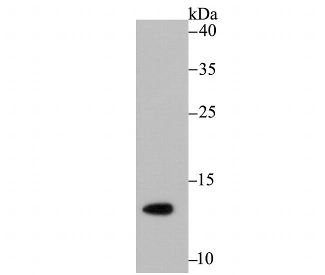 H4K16ac Antibody in Western Blot (WB)