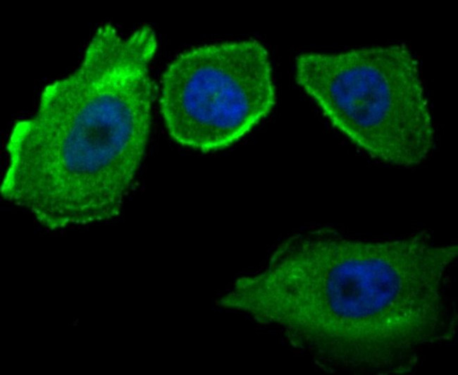 CD46 Antibody in Immunocytochemistry (ICC/IF)