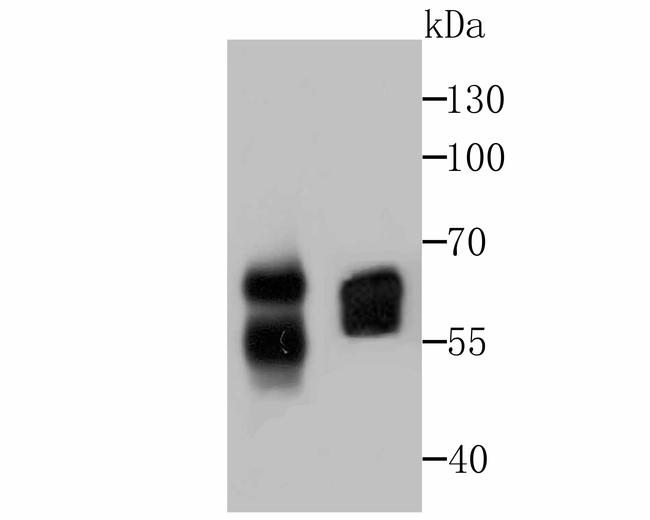 CD46 Antibody in Western Blot (WB)