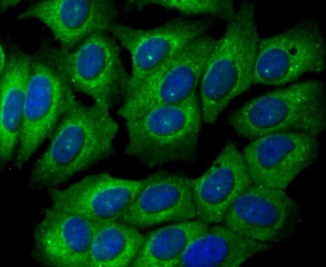 GPI Antibody in Immunocytochemistry (ICC/IF)