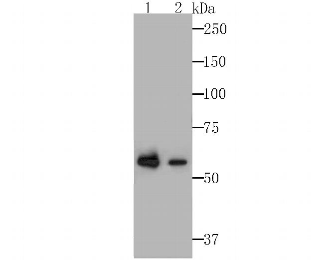 GPI Antibody in Western Blot (WB)