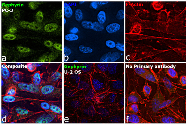 Gephyrin Antibody in Immunocytochemistry (ICC/IF)