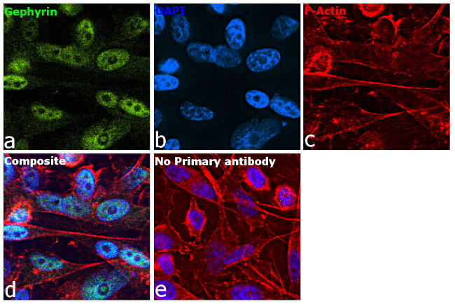 Gephyrin Antibody in Immunocytochemistry (ICC/IF)