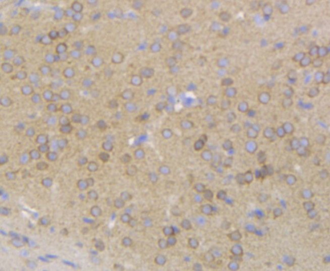 Gephyrin Antibody in Immunohistochemistry (Paraffin) (IHC (P))