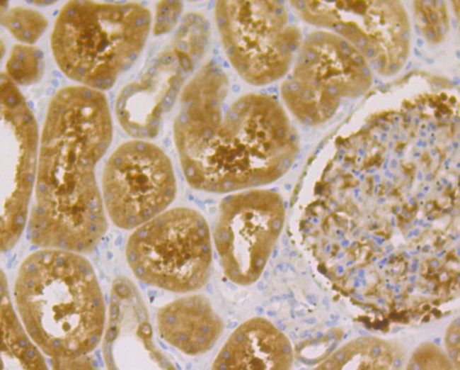 Gephyrin Antibody in Immunohistochemistry (Paraffin) (IHC (P))