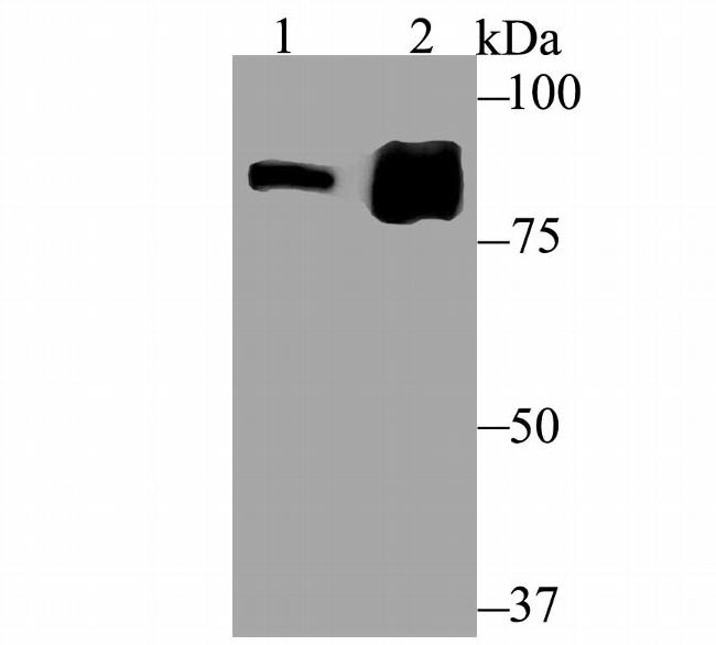 Gephyrin Antibody in Western Blot (WB)