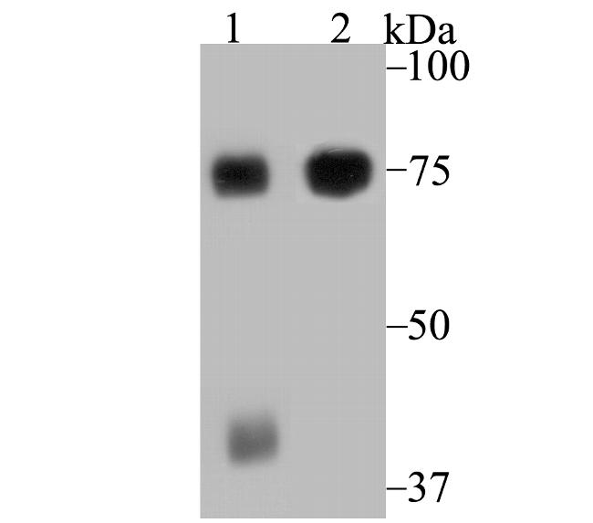 ELMO1 Antibody in Western Blot (WB)