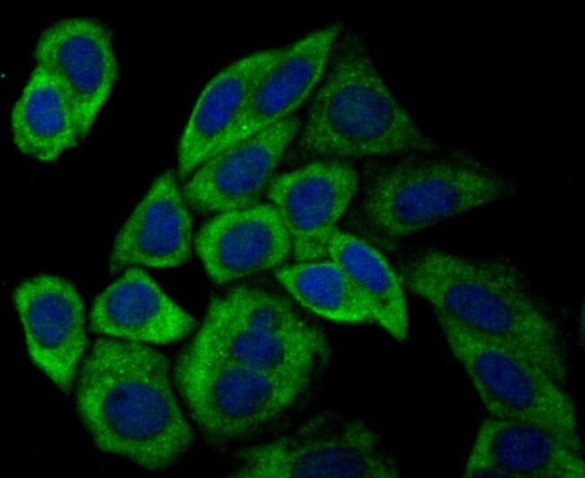 USP9X Antibody in Immunocytochemistry (ICC/IF)