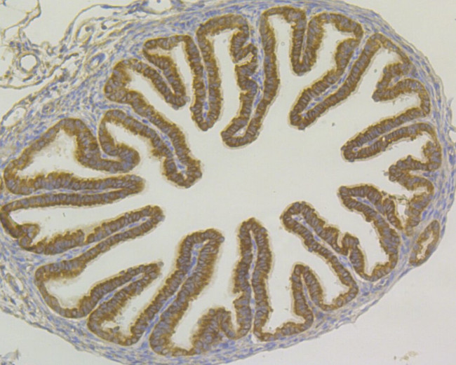 USP9X Antibody in Immunohistochemistry (Paraffin) (IHC (P))