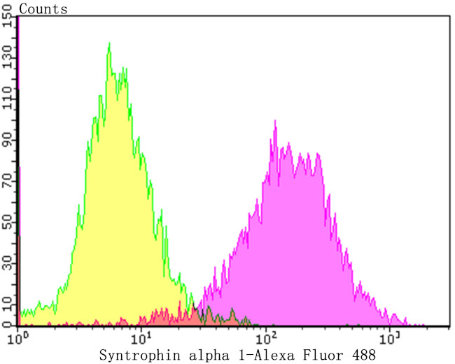 Syntrophin alpha-1 Antibody in Flow Cytometry (Flow)