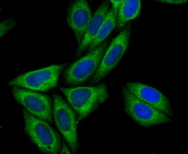 Syntrophin alpha-1 Antibody in Immunocytochemistry (ICC/IF)