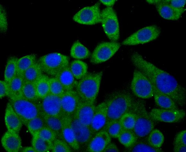 Syntrophin alpha-1 Antibody in Immunocytochemistry (ICC/IF)