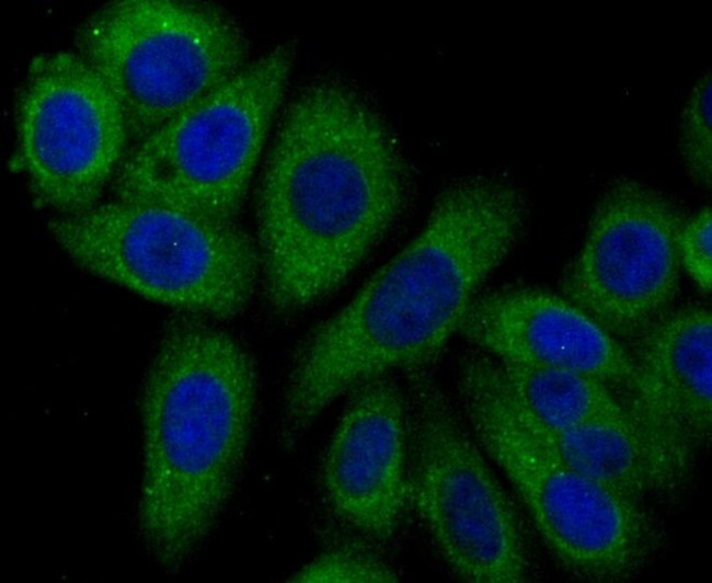 Syntrophin alpha-1 Antibody in Immunocytochemistry (ICC/IF)