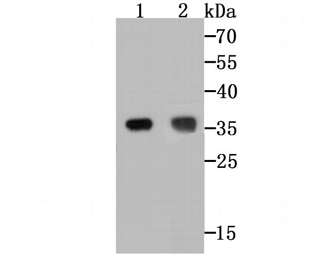 TREX1 Antibody in Western Blot (WB)